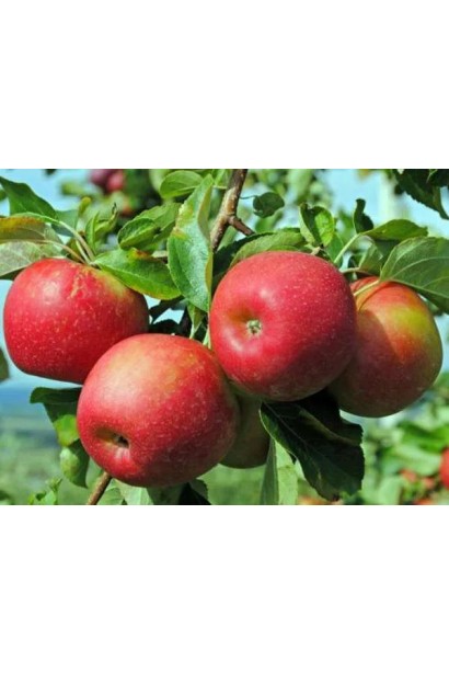 Плодоношення яблуні Горець у саду